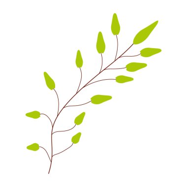 Şarjör sanatında veya web tasarımında kullanmak için beyaz arkaplanda orta yapraklı yeşil dal