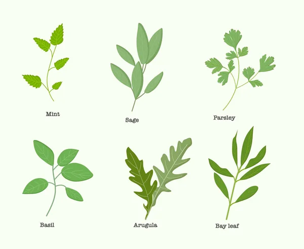 Un conjunto de plantas medicinales con una inscripción para su uso en el diseño web o clipart — Vector de stock