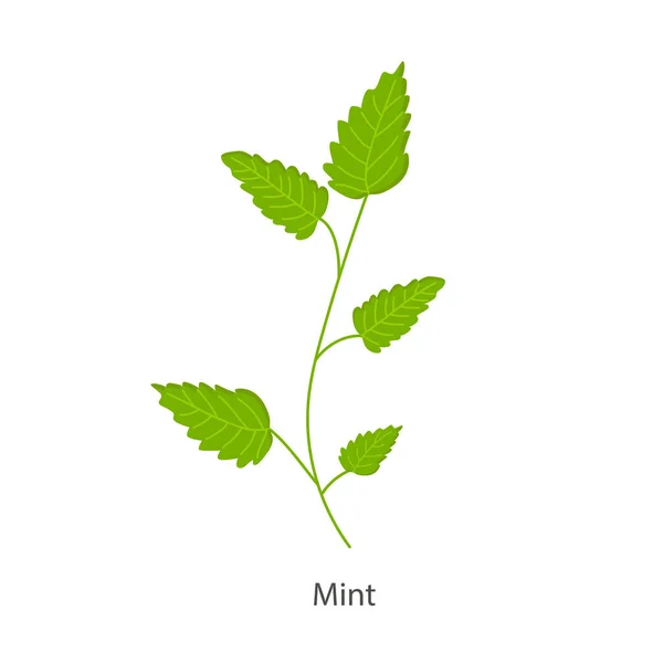 Usine de menthe sur fond blanc pour une utilisation dans la conception web ou clipart — Image vectorielle