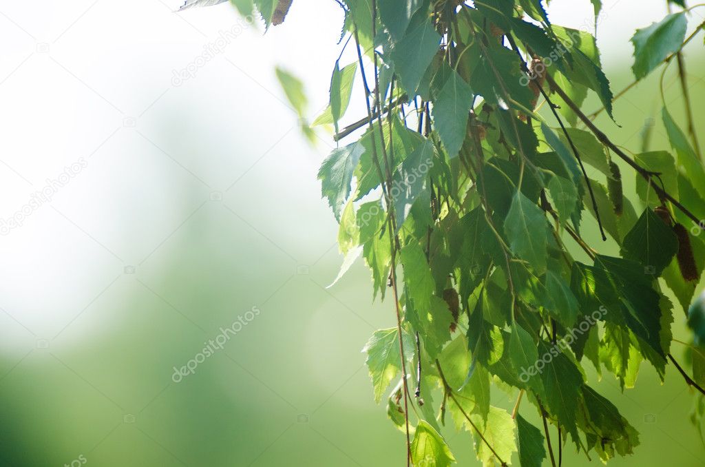 green leaves hanging in front of naturs face background