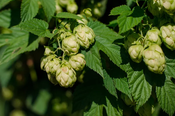 taze yeşil şerbetçiotu