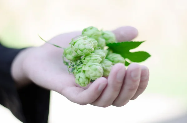 elinde şerbetçiotu