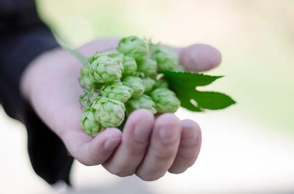 elinde şerbetçiotu