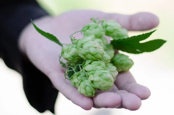 elinde şerbetçiotu