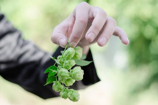 Hop in de hand Stockafbeelding