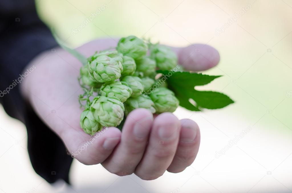 hops in hand