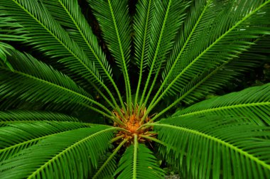 Fern bir odak noktası işaret saplı Close-up