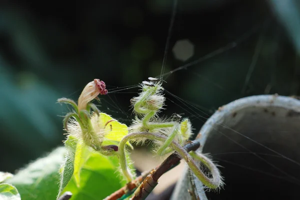 Piccoli insetti sulla pianta — Foto Stock