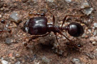Asker Büyük Kafalı Karınca 'nın İşçi Karınca Grubu Macro Fotoğrafı