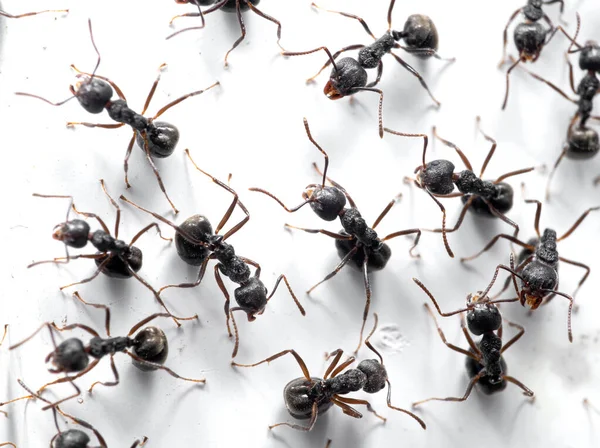 Macro Photography Group Black Ants Sitting White Wall — Stock Photo, Image