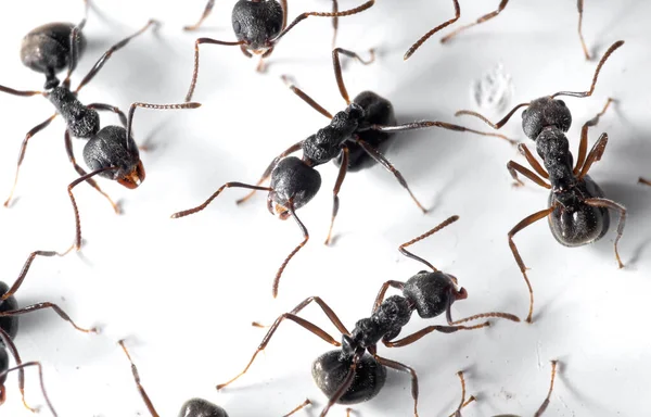 Siyah Karınca Grubu Nun Makro Fotoğrafları Beyaz Duvarda Oturuyor — Stok fotoğraf