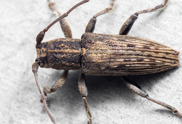 Macro Fotografie Van Longhorn Kever Witte Muur — Stockfoto