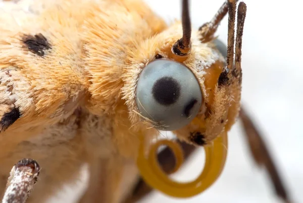 Macro Photographie Oeil Petit Papillon Jaune Isolé Sur Fond Blanc — Photo