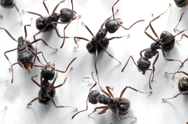 Macro Photography Group Black Ants Sitting White Wall — Stock Photo, Image