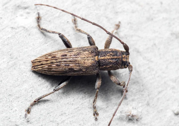 Macro Fotografía Longhorn Beetle Pared Blanca —  Fotos de Stock