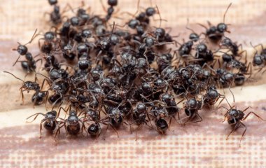 Siyah Karınca Grubu 'nun Makro Fotoğrafları Yerde Oturuyor