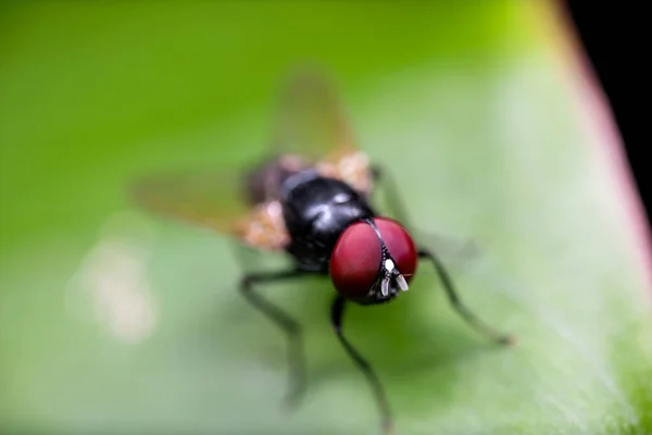 Fotografia Macro Black Blowfly Folha Verde — Fotografia de Stock
