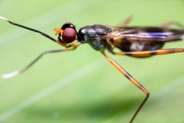 Stilt Legged Fly ya da Rainieria Antenlerinin Yeşil Yaprak Üzerine Macro Fotoğrafları