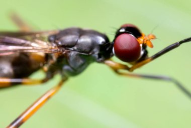 Stilt Legged Fly ya da Rainieria Antenlerinin Yeşil Yaprak Üzerine Macro Fotoğrafları