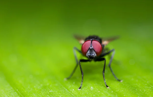 Makrofotografie Von Black Blowfly Auf Grünem Blatt Mit Kopierraum — Stockfoto