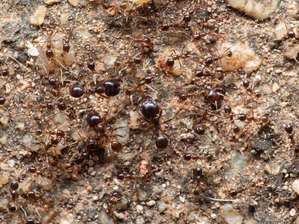 Askerler Grubu Nun Macro Fotoğrafları Büyük Başlı Karınca Yerdeki Şçi — Stok fotoğraf