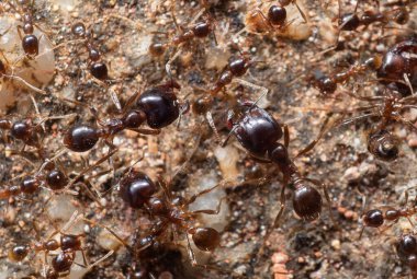 Askerler Grubu 'nun Macro Fotoğrafları Büyük Başlı Karınca ve Yerdeki İşçi Karıncalar