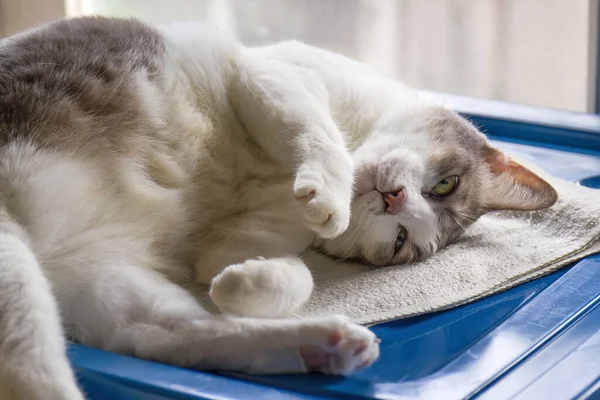 Closeup Tabby Cat Lying Blue Plastic Box — Stock Photo, Image