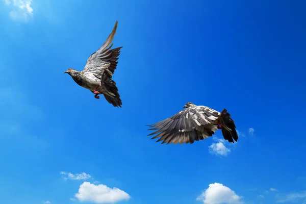Movement Scene Rock Pigeon Flying Air Isolated Blue Sky — Stock Photo, Image