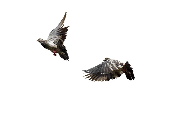 岩石鸽子在白色背景下与断面路径隔离的空气中飞行的运动场景 — 图库照片