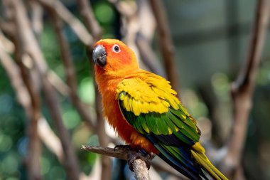 Güneş Conure Papağanı 'nı kapatın. Arka planda tek başına kalan bir dalın üzerine tünemiş.