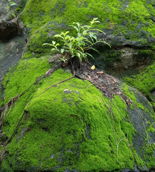 Grünes Moos Auf Dem Felsen Aus Nächster Nähe — Stockfoto