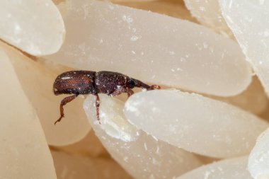 Pirinç buğday bitinin Macro Fotoğrafı veya çiğ pirinç üzerine sitophilus oryzae