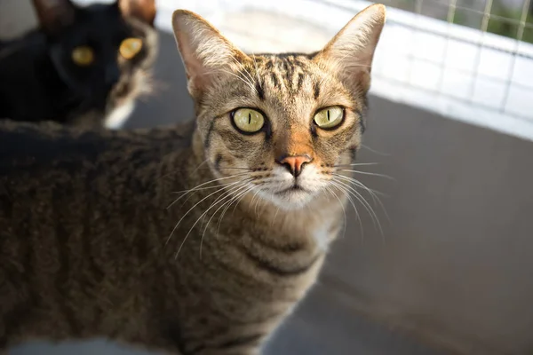 Zblízka Tabby Cat Při Pohledu Fotoaparát Izolované Pozadí — Stock fotografie