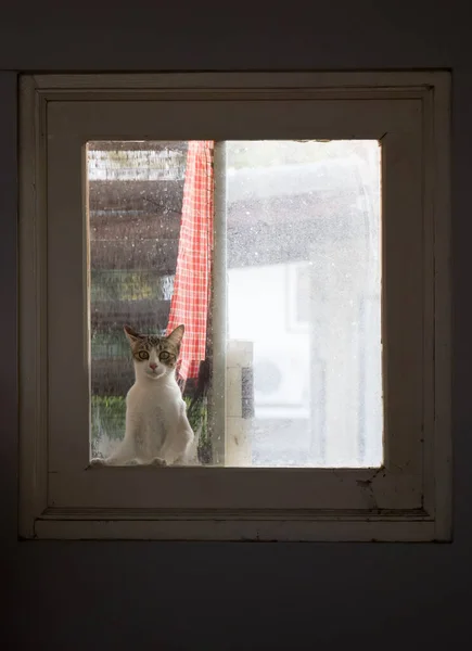 Närbild Tabby Cat Tittar Genom Fönstret — Stockfoto