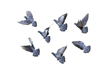 Movement Scene of Group of Rock Pigeons Flying in The Air Isolated on White Background with Clipping Path clipart