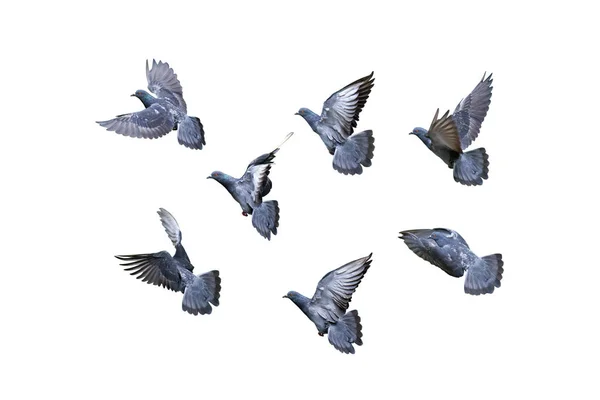 Σκηνή Κίνησης Του Group Rock Pigeons Flying Air Απομονωμένο Λευκό — Φωτογραφία Αρχείου