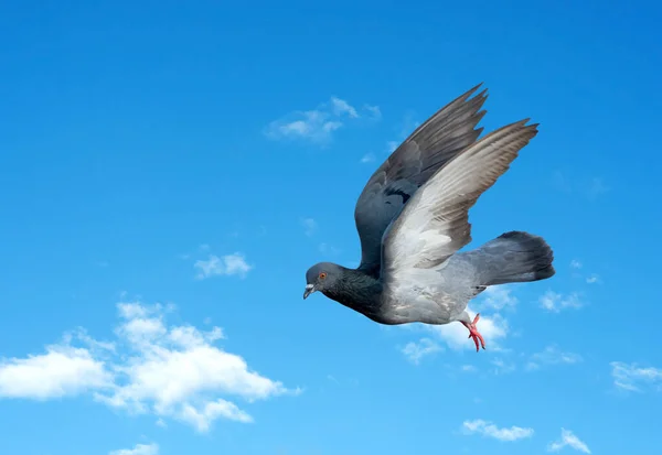 Escena Movimiento Paloma Roca Volando Aire Aislado Cielo Azul —  Fotos de Stock