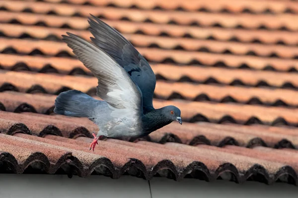 Movement Scene Rock Pigeon Flying Air Isolated Tile Roof — Stock Photo, Image