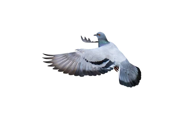 Movement Scene Rock Pigeon Flying Air Isolated White Background Clipping — Stock Photo, Image