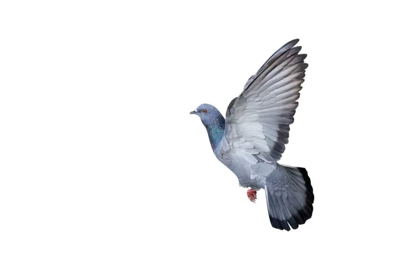 Scène Mouvement Pigeon Roche Volant Dans Les Airs Isolé Sur — Photo