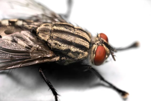 Macro Photography Eye Housefly Geïsoleerd Witte Achtergrond — Stockfoto