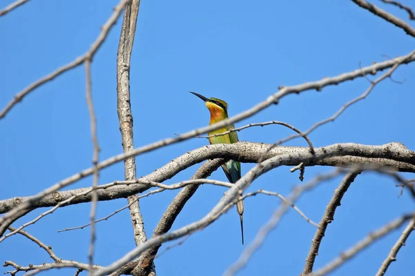 Chiudi Blue Tail Bee Eater Bird Merops Philippinus Appollaiato Sul — Foto Stock