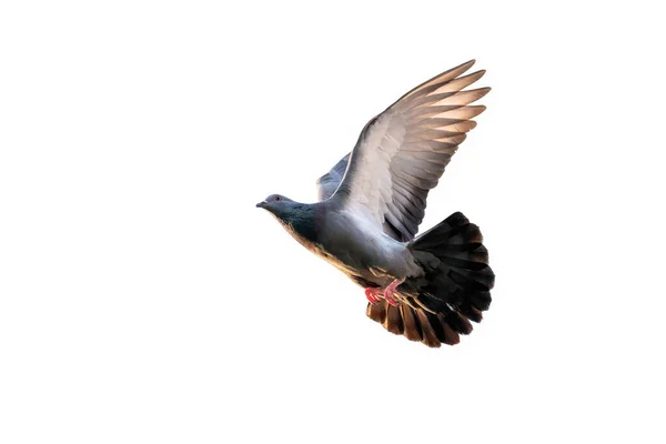 Movement Scene Rock Pigeon Flying Air Isolated Clear Sky — Stock Photo, Image