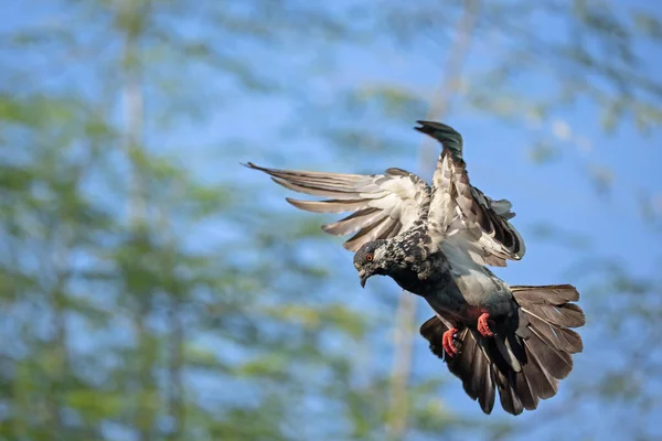 岩石鸽子在与背景隔绝的空气中飞翔的运动场景 — 图库照片