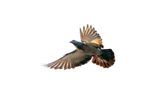 Сцена Руху Rock Pigeon Flying Air Isolated Clear Sky — стокове фото