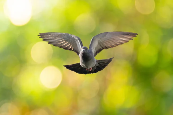 Movement Scene Rock Pigeon Flying Air Isolated Bokeh Background — Stock Photo, Image