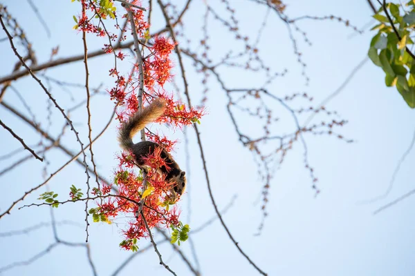 Close Squirrel Estaba Comiendo Una Flor Roja Mientras Posaba Una — Foto de Stock