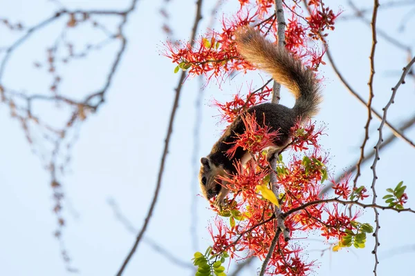 Close Esquilo Estava Comendo Uma Flor Vermelha Enquanto Perching Ramo — Fotografia de Stock