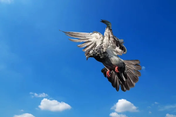 Movement Scene Rock Pigeon Flying Air Isolated Blue Sky — Stock Photo, Image