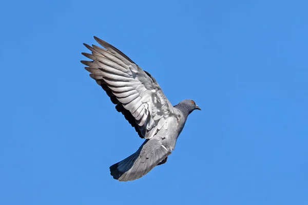 Сцена Руху Rock Pigeon Flying Air Isolated Blue Sky — стокове фото